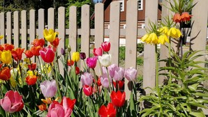 A wooden fence with a variety of tulips in full bloom. - Penzion Bílá voda (Harrachov)