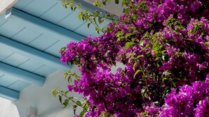 A white building with a blue balcony railing and purple bougainvillea flowers. - Mykonian Mews (Mykonos)