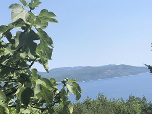 Blick auf die Küste, im Vordergrund eine Feigenbaum und im Hintergrund ein tiefblaues Meer und ferne Berge.