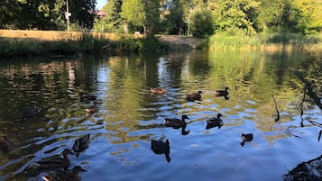 Un estanque tranquilo con patos nadando, rodeado de árboles y vegetación.