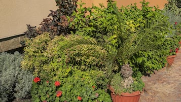 Tuin