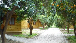 A pathway leading to wooden cabins surrounded by trees bearing fruit.