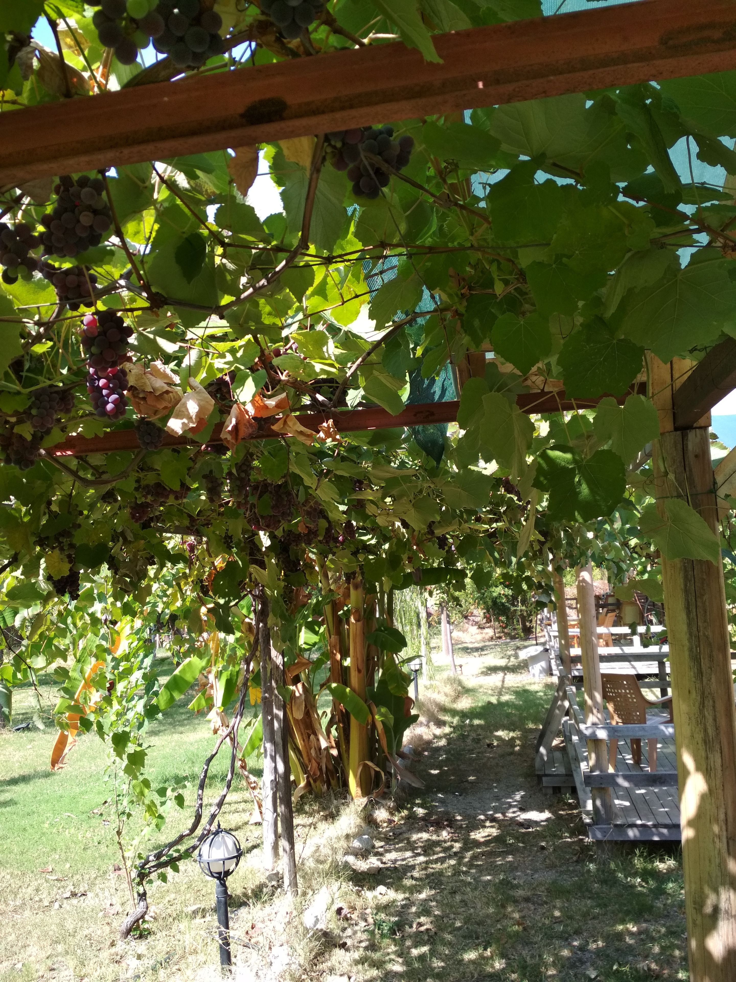 bungalow, 1 bedroom | in-room dining