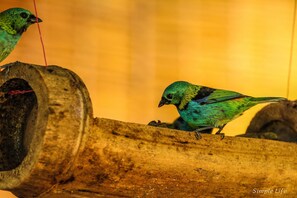 A birdhouse with a bird perched on a wooden beam. - Sitio Simple Life - Hostel (Ubatuba)