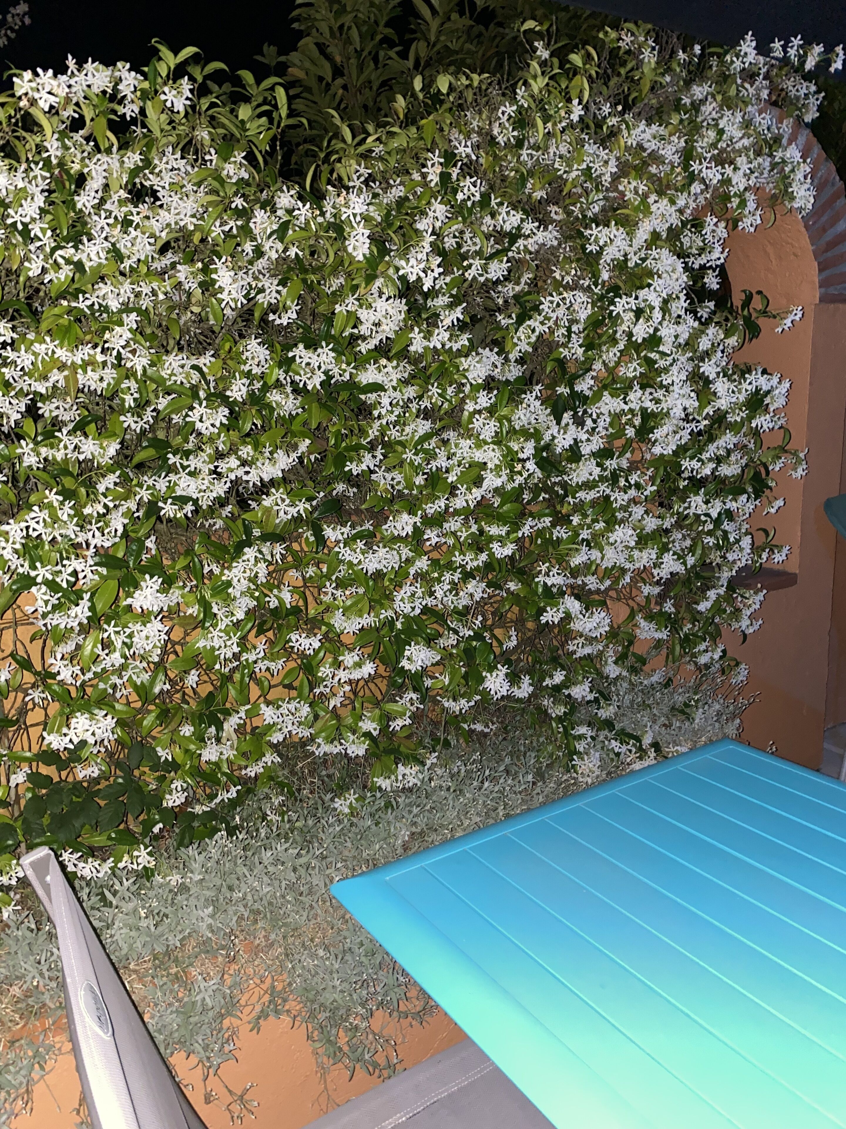 A garden with white flowers and a blue structure.