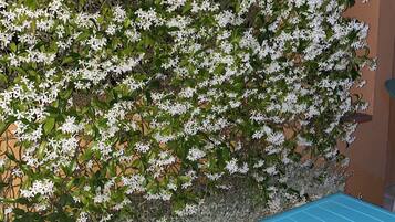 A garden with white flowers and a blue structure.