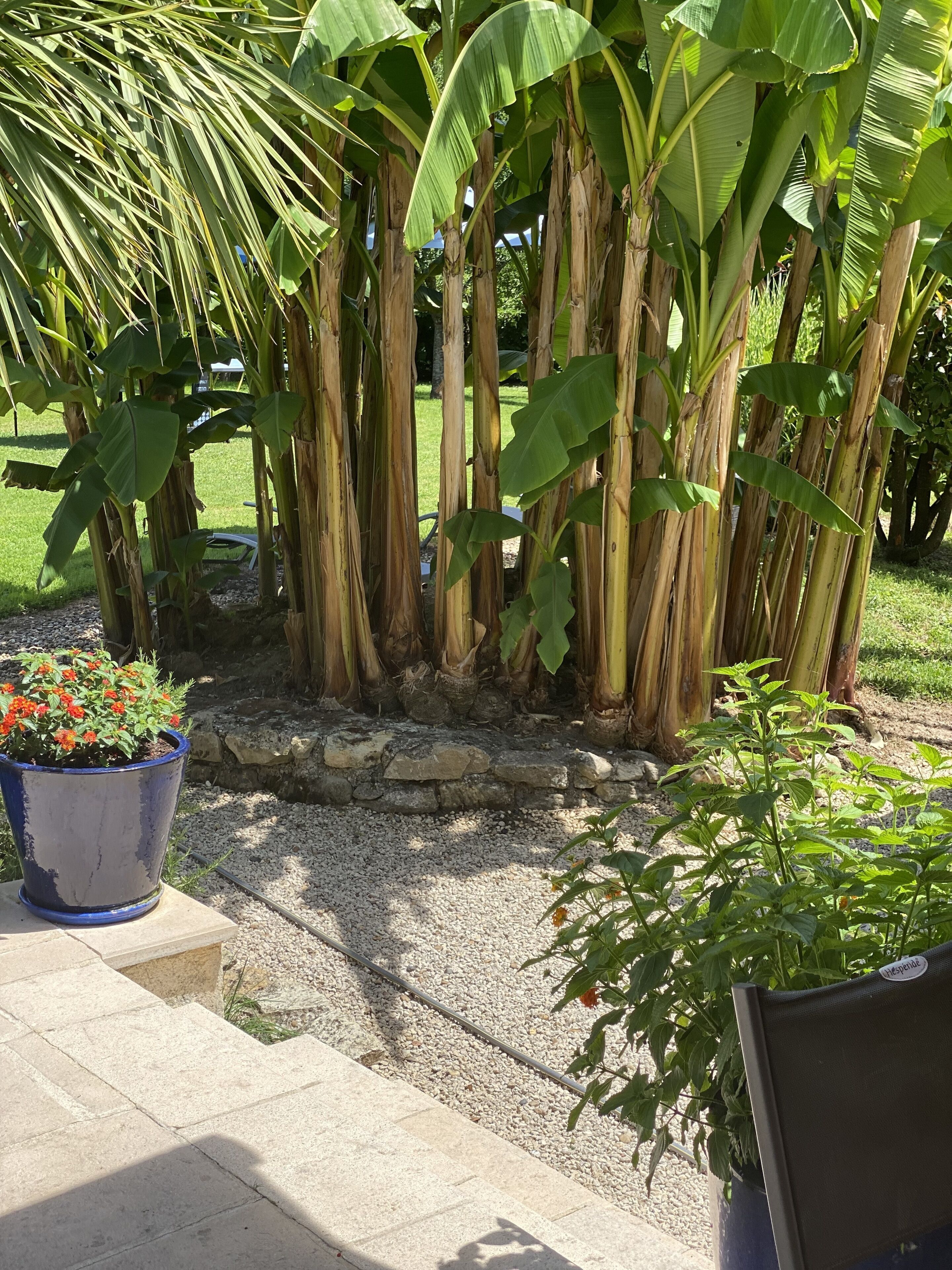 Un jardin avec des bananiers et une plante en pot ornée de fleurs rouges.