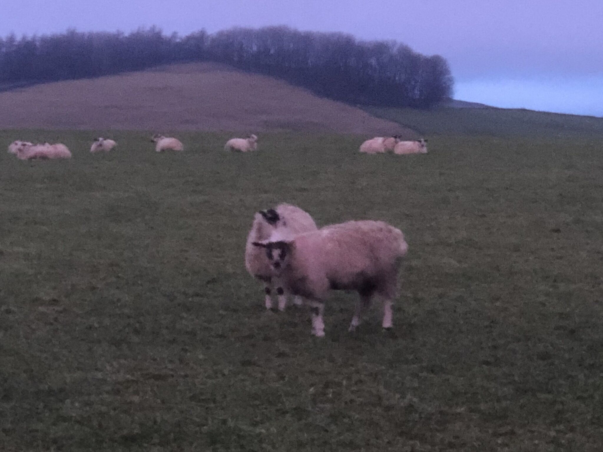 A grassy field with several sheep.