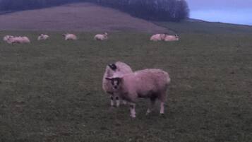 A grassy field with several sheep.