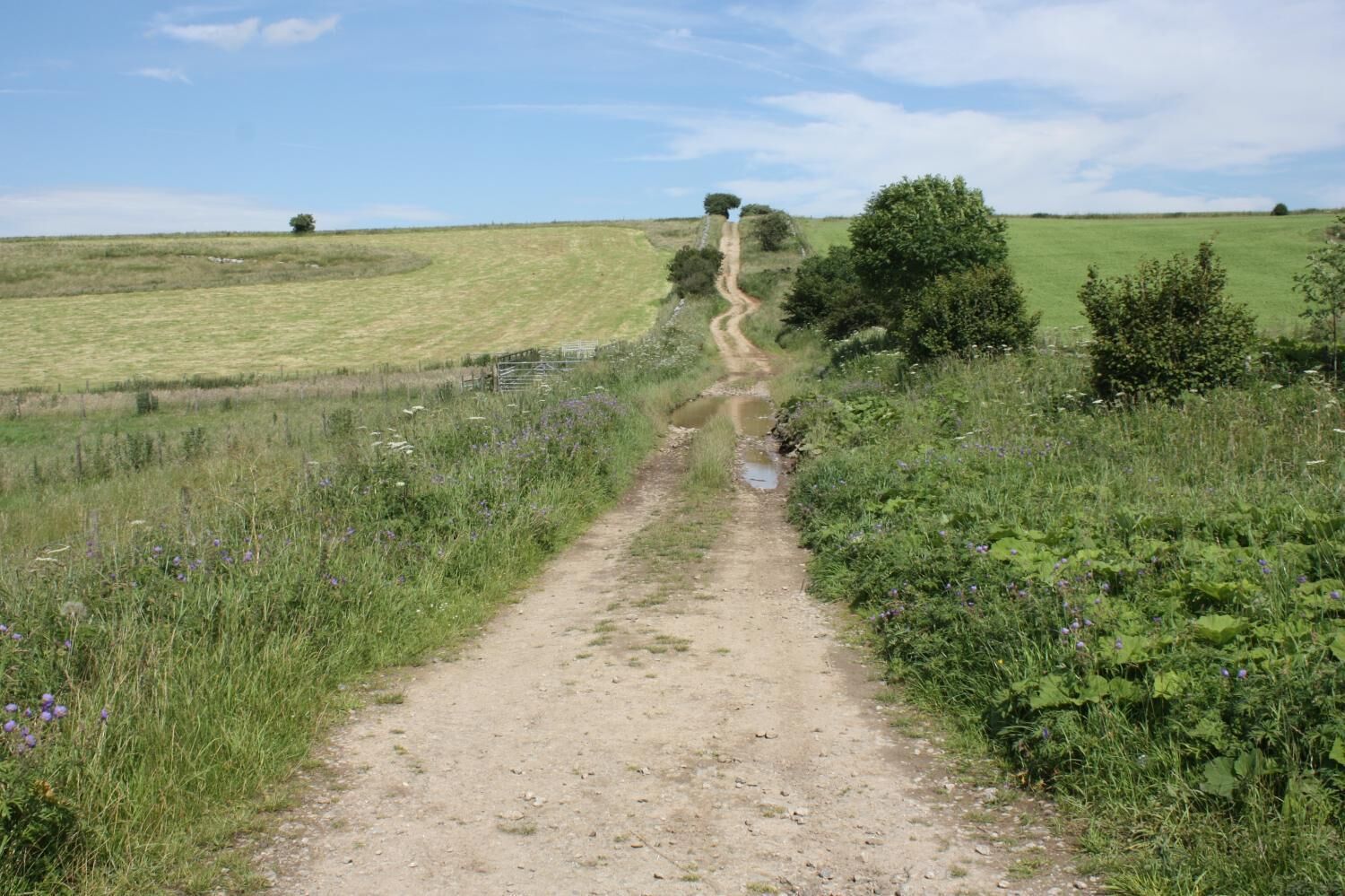 A rural dirt path leading through a field with a fence on one side and a tree on the other.