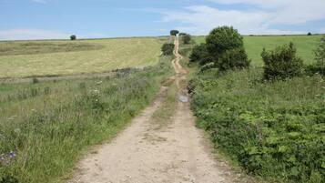 A rural dirt path leading through a field with a fence on one side and a tree on the other.