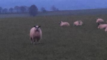 Un campo con varias ovejas.