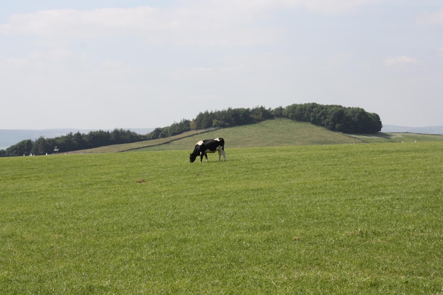 A cow grazing in a grassy field with a hill and trees in the background.