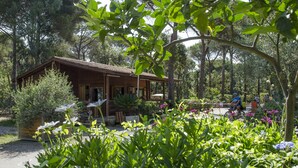 Een houten chalet met een veranda, omringd door weelderige begroeiing en bomen.