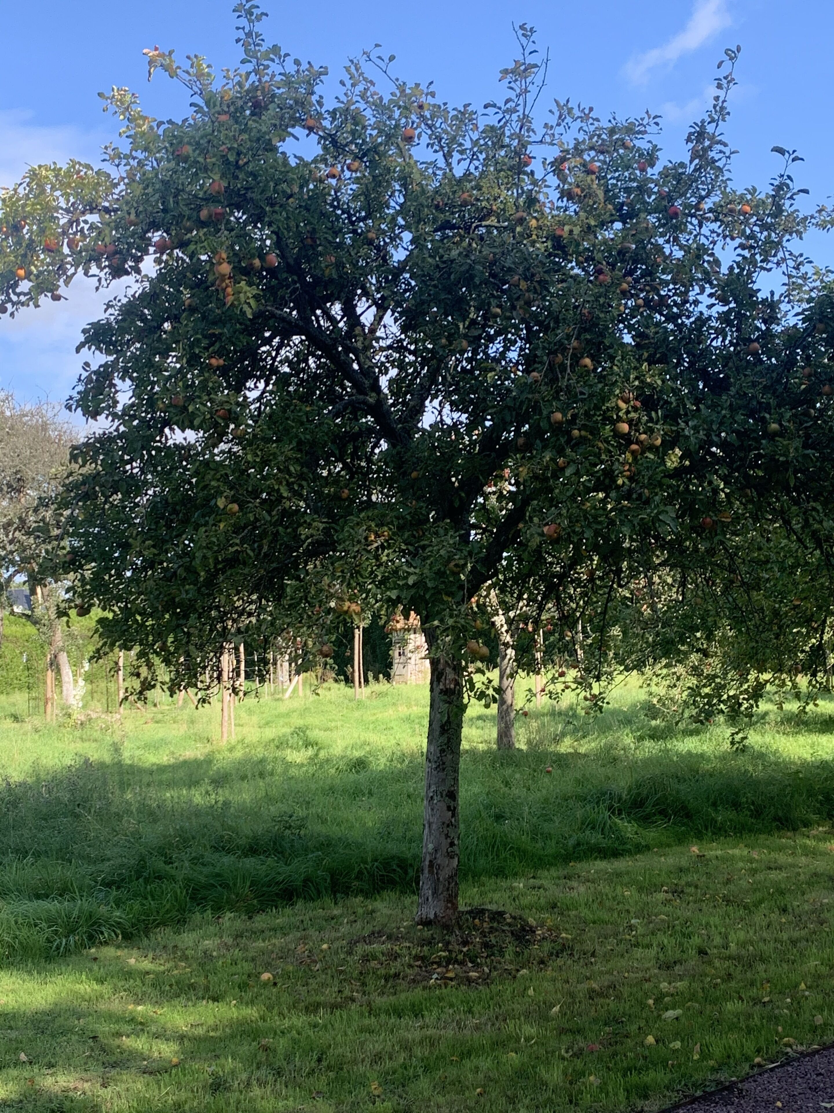 superior suite, non smoking | garden view