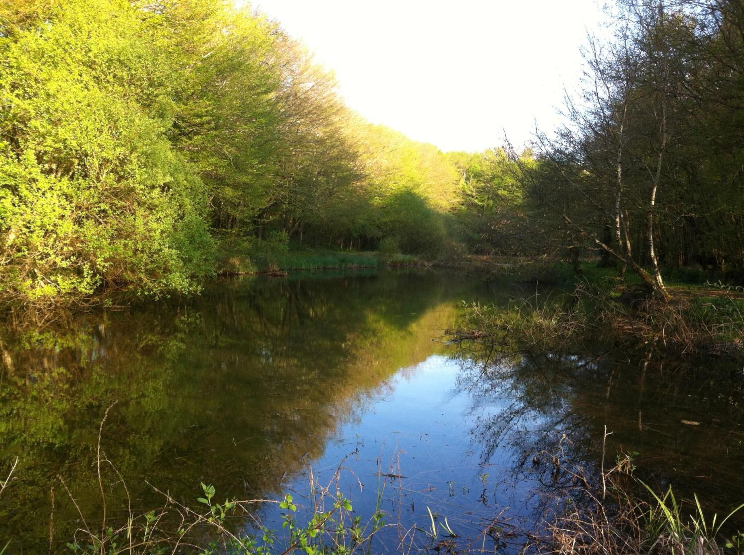 Um rio calmo rodeado por vegetação densa e árvores refletidas na água.