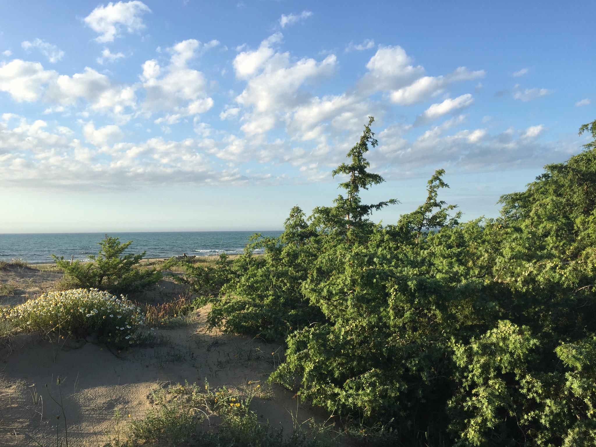 Et kystlandskab med frodig vegetation, en sandstrand og havet i baggrunden.