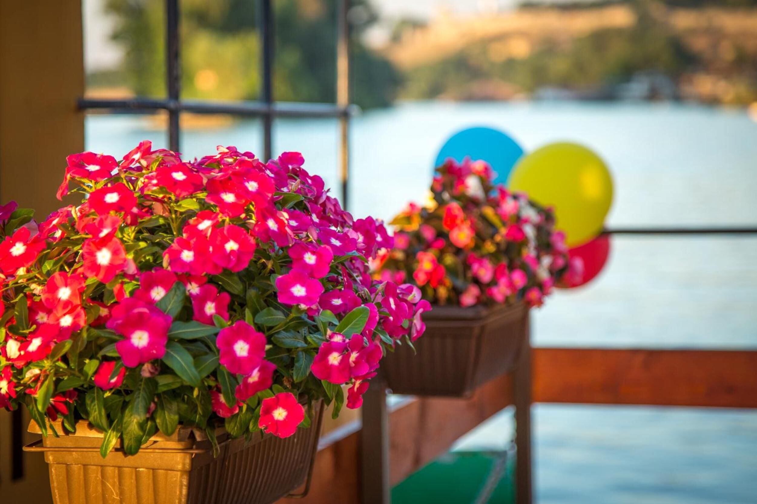 Foto - Green House Hostel