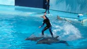 A dolphin performance in an indoor pool with a clear view of the pool's edge and a person in the background. - Quinta dos Cochichos – Country Houses (Olhao)