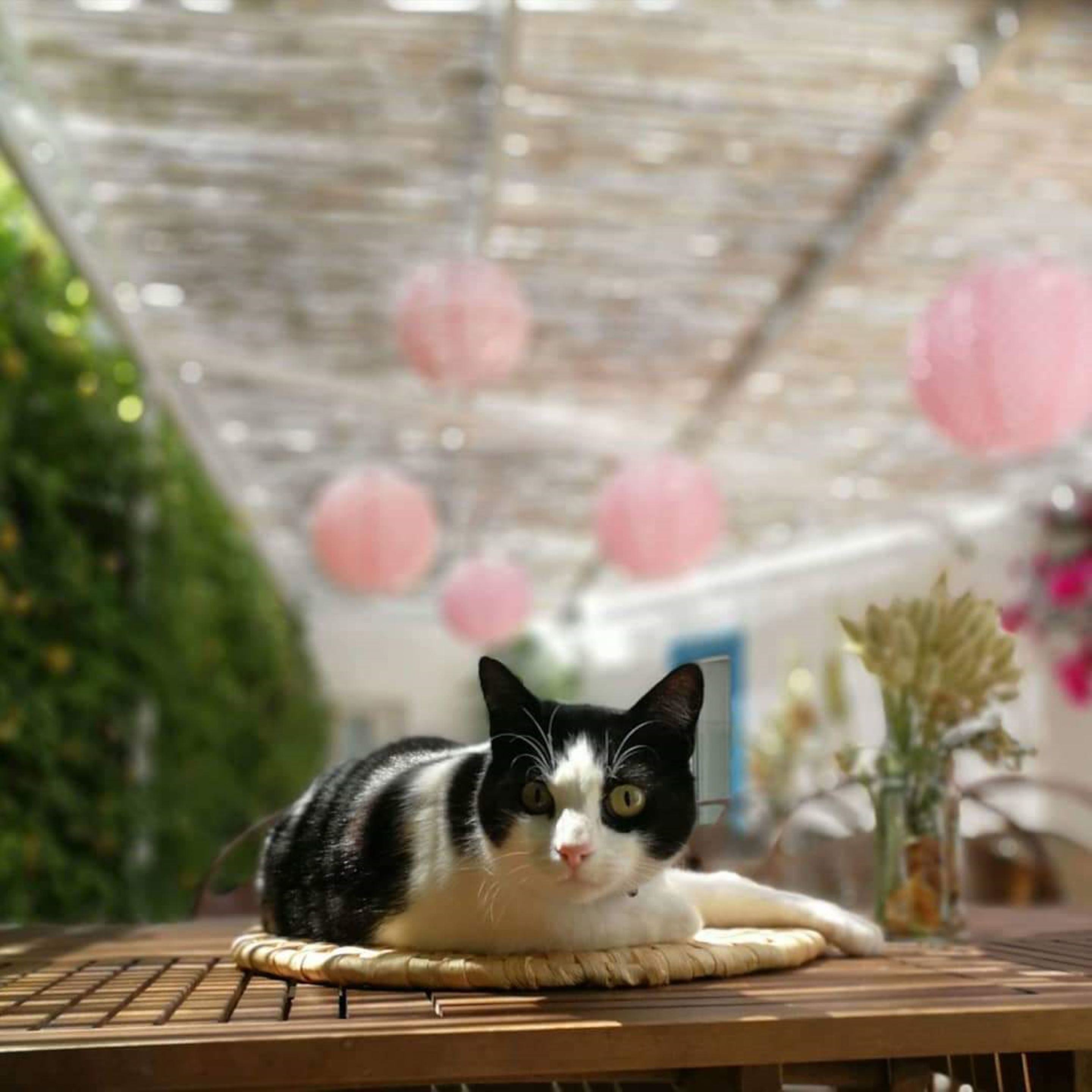 Een zwart-wit kat ligt op een geweven mat in een kas met een glazen dak en roze, bolvormige decoraties.
