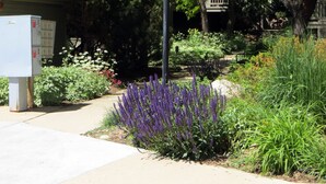 A street lamp in a garden with various plants and a pathway.