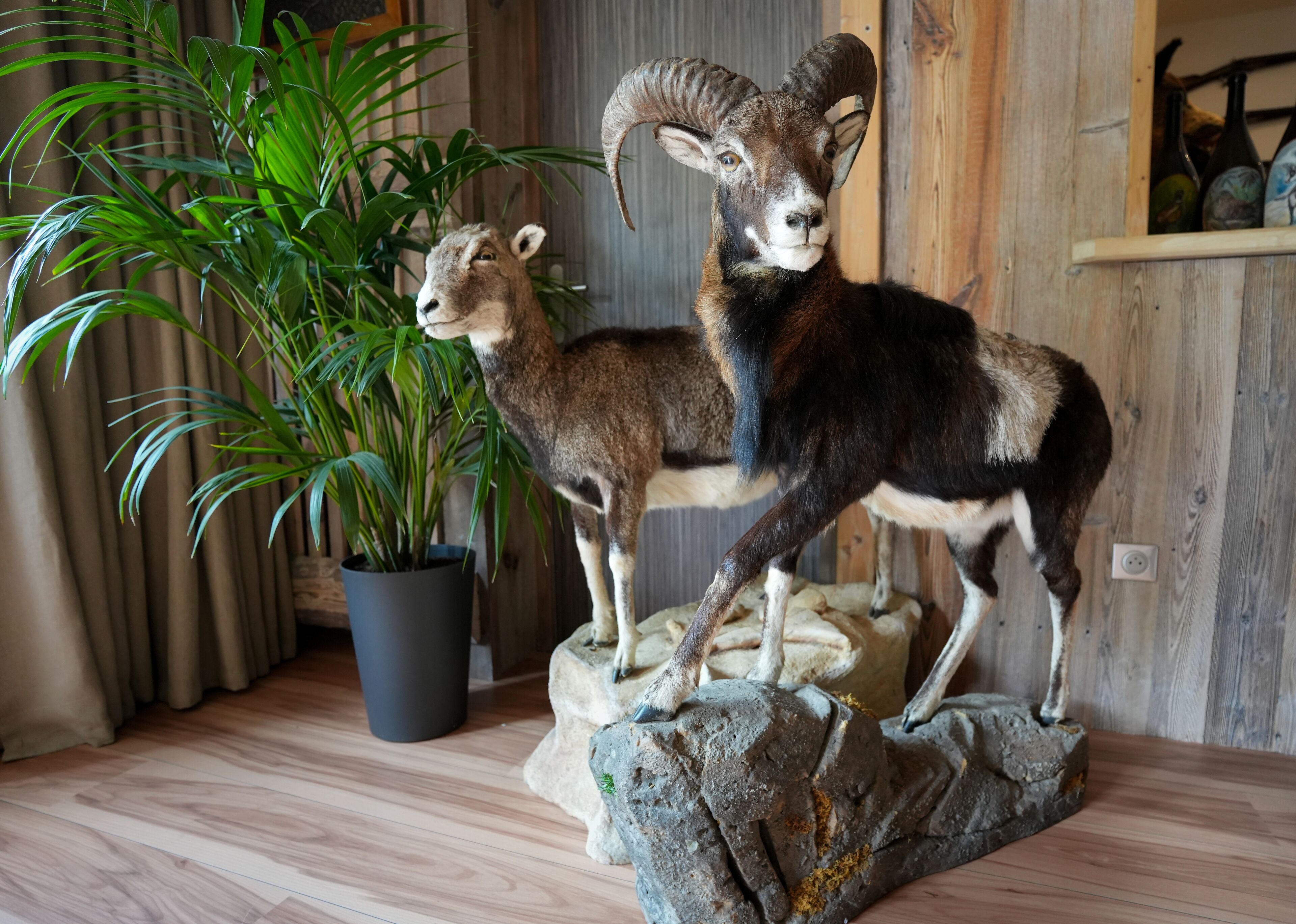 breakfast and dinner served, local cuisine