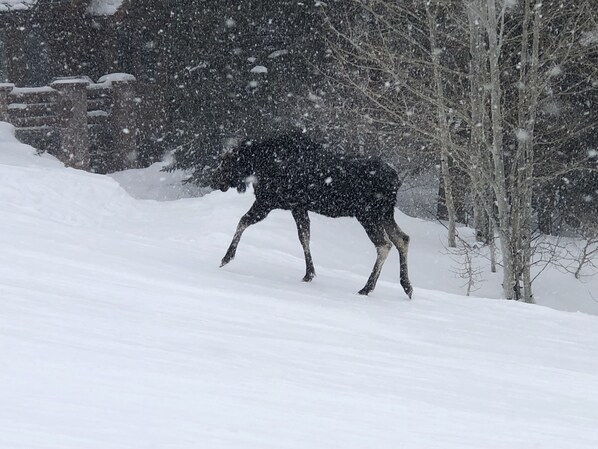 A moose in a snowy landscape with trees and a building in the background.