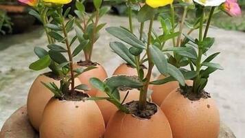 Un pot en terre cuite rempli de plusieurs plantes en pot, chacune ornée d’une seule fleur épanouie, déclinée dans différentes couleurs.