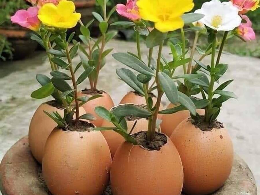 Un pot en terre cuite rempli de plusieurs plantes en pot, chacune ornée d’une seule fleur épanouie, déclinée dans différentes couleurs.