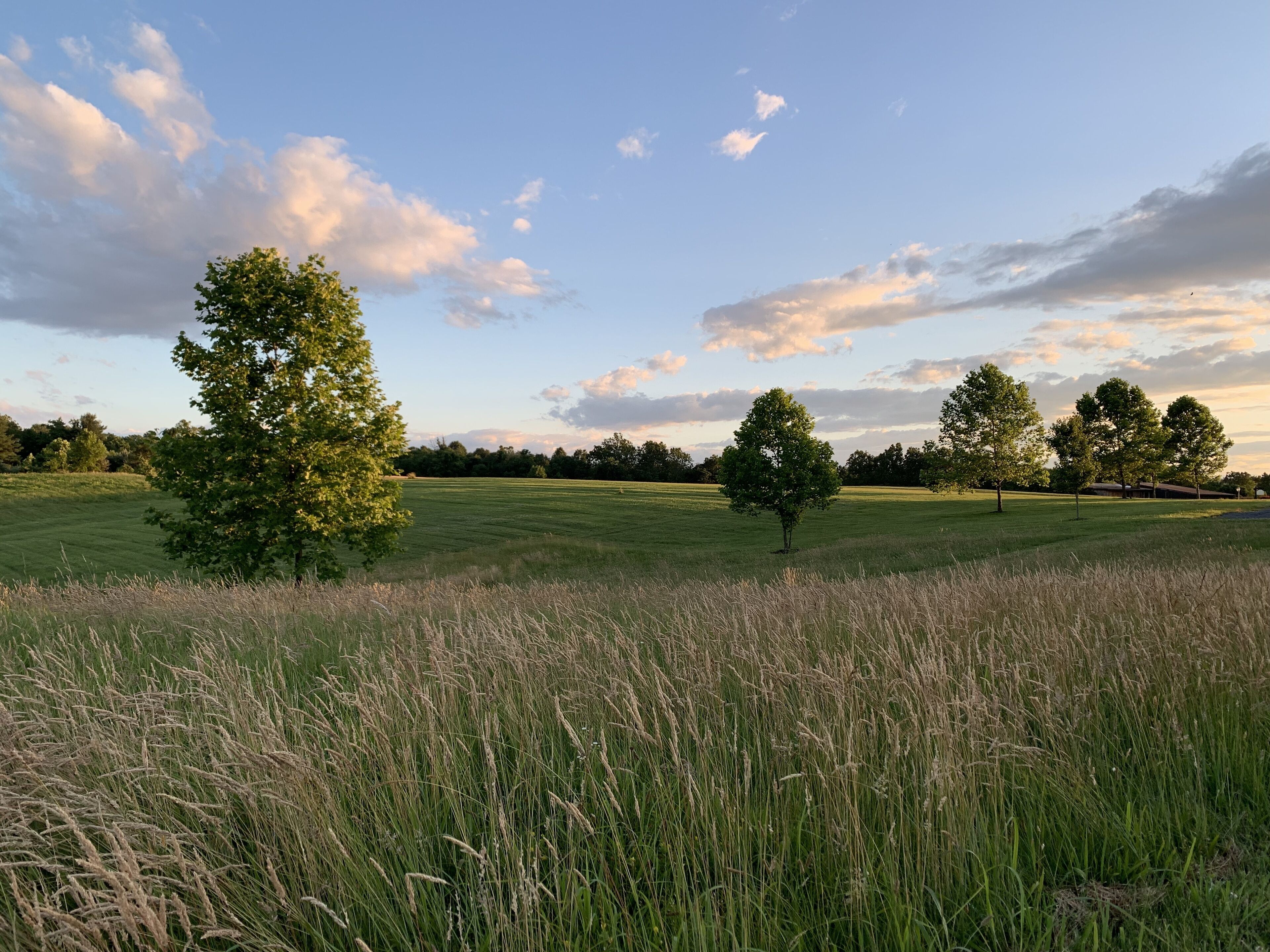 A grassy field with trees and a clear sky.
