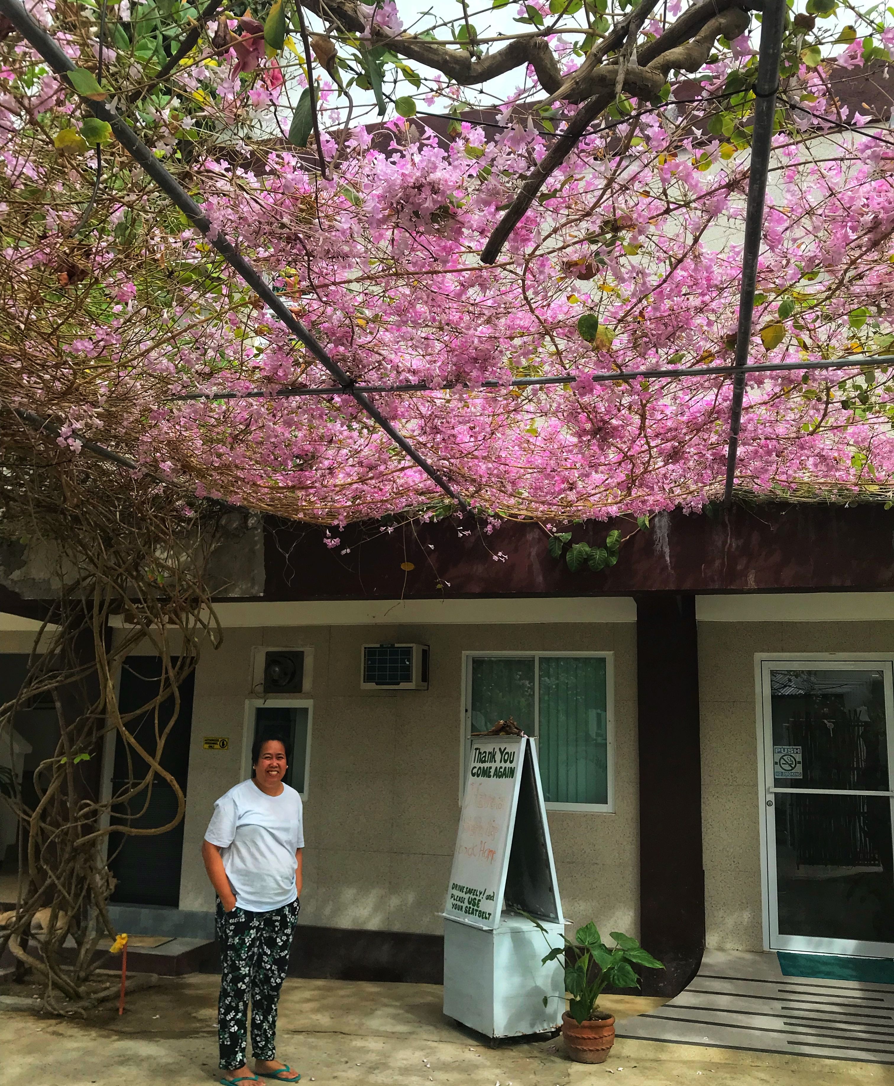 Une femme se tient devant un bâtiment, et des arbres aux fleurs roses se dressent au-dessus d’elle.