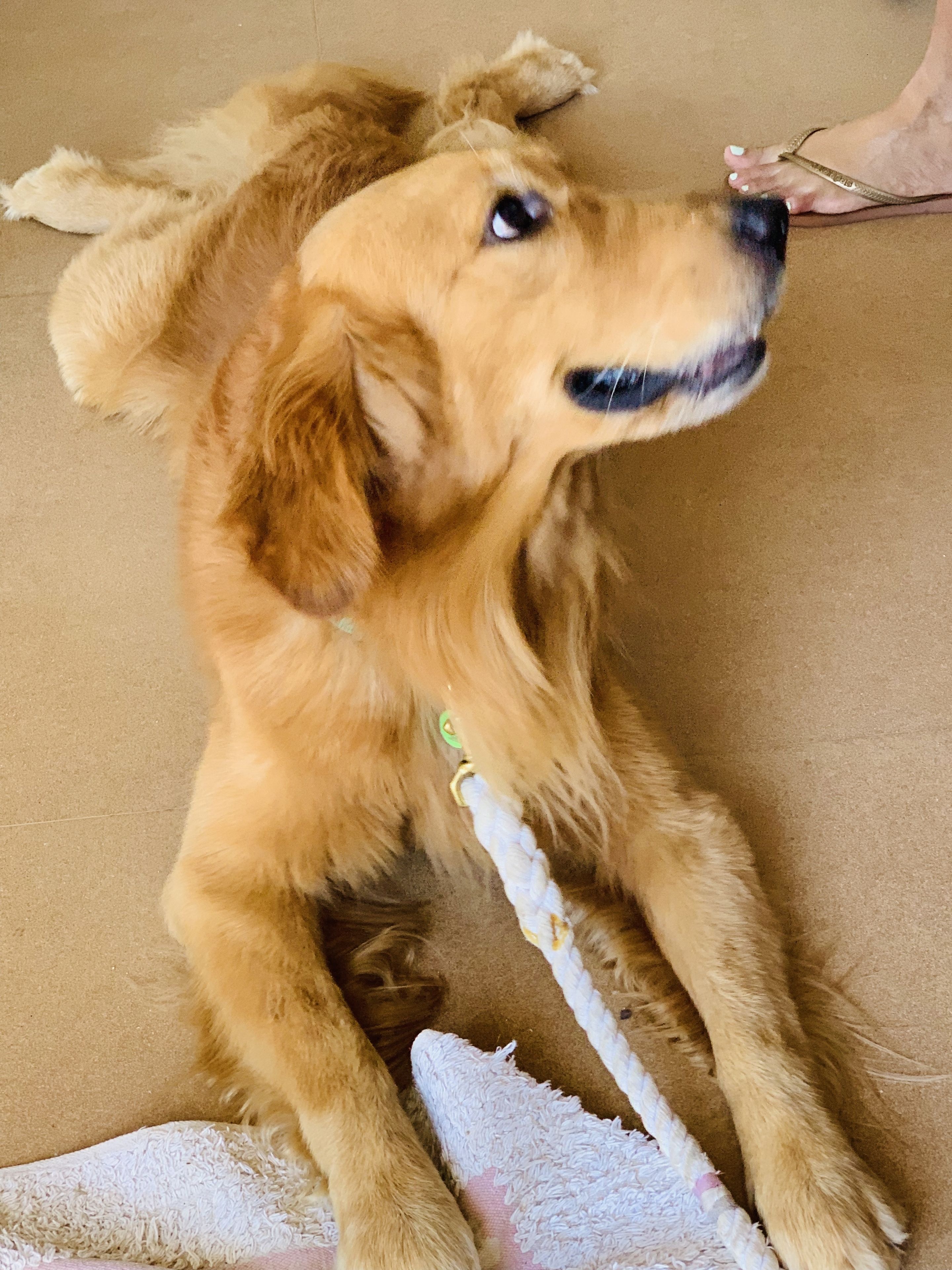 Ein goldener Retriever liegt auf einem beigen Teppich mit einem weißen Seilspielzeug.
