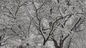 Ein mit Schnee bedeckter Baum mit einem Metallzaun im Hintergrund.