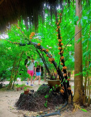 Jardim