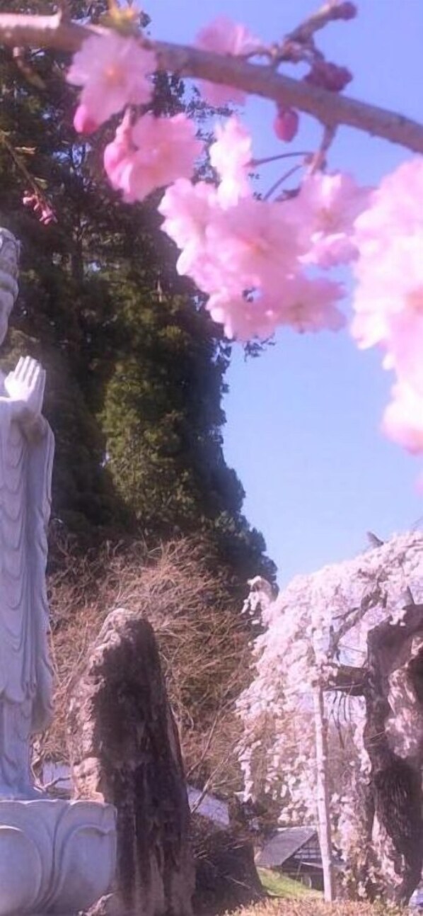 A statue of a figure with outstretched arms, surrounded by cherry blossoms and a stone structure.