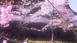 A traditional Japanese building with a large white statue in front, surrounded by cherry blossoms. - Pension Wildflowers (Tateshina)