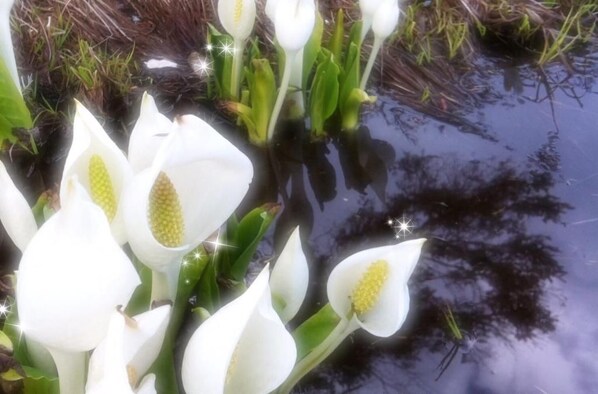 Witte callalilies in water.