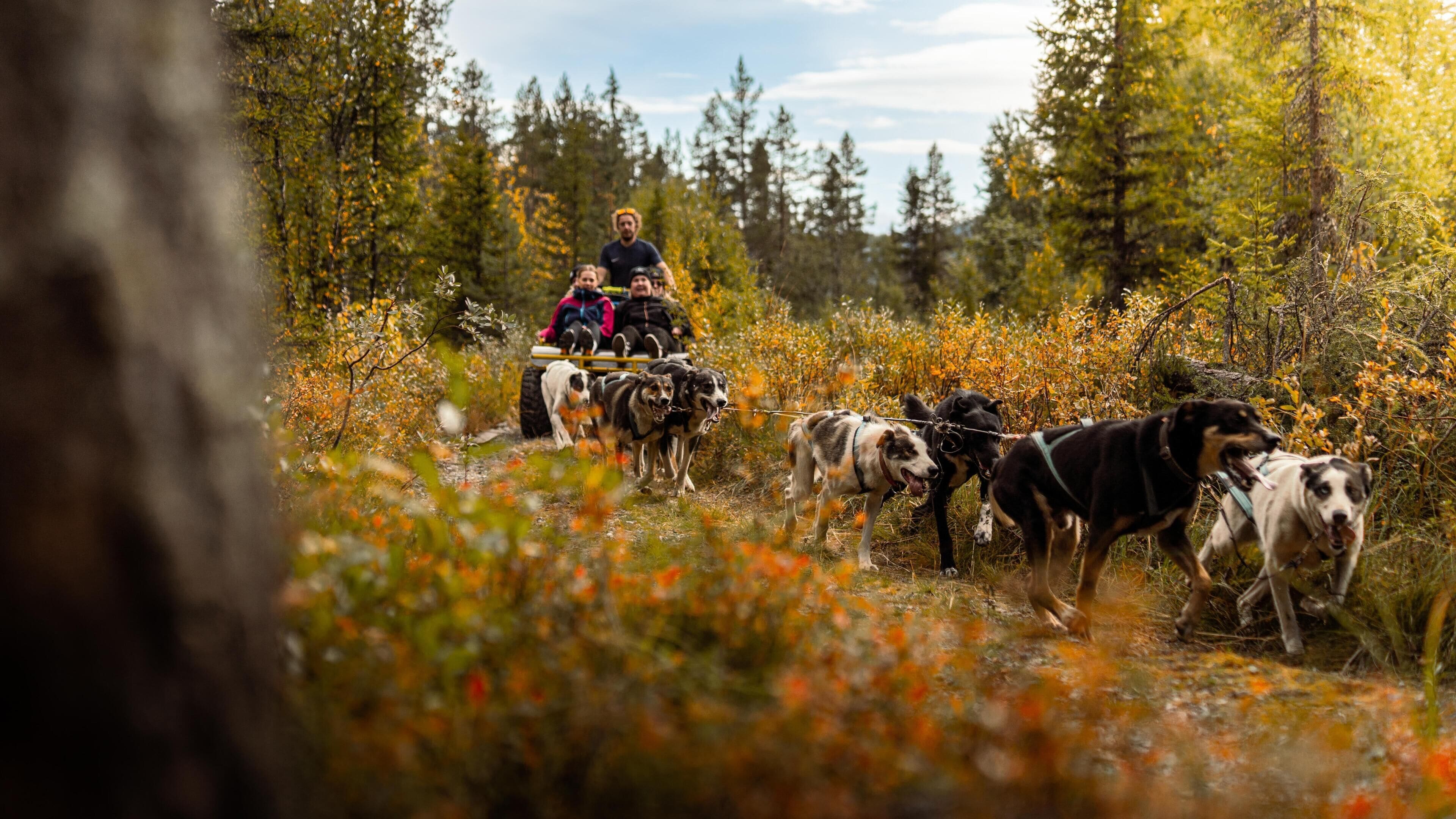 A group of dogs pulling a sled through a forested area with dense foliage and trees.