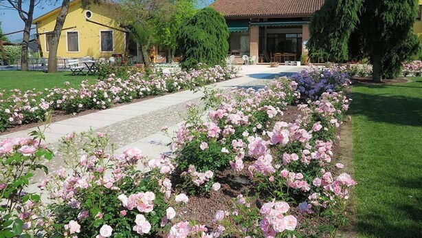 En gul byggnad med ett tak täckt av tegelpannor, omgiven av en trädgård med rosa rosor och en stenlagd gångväg.