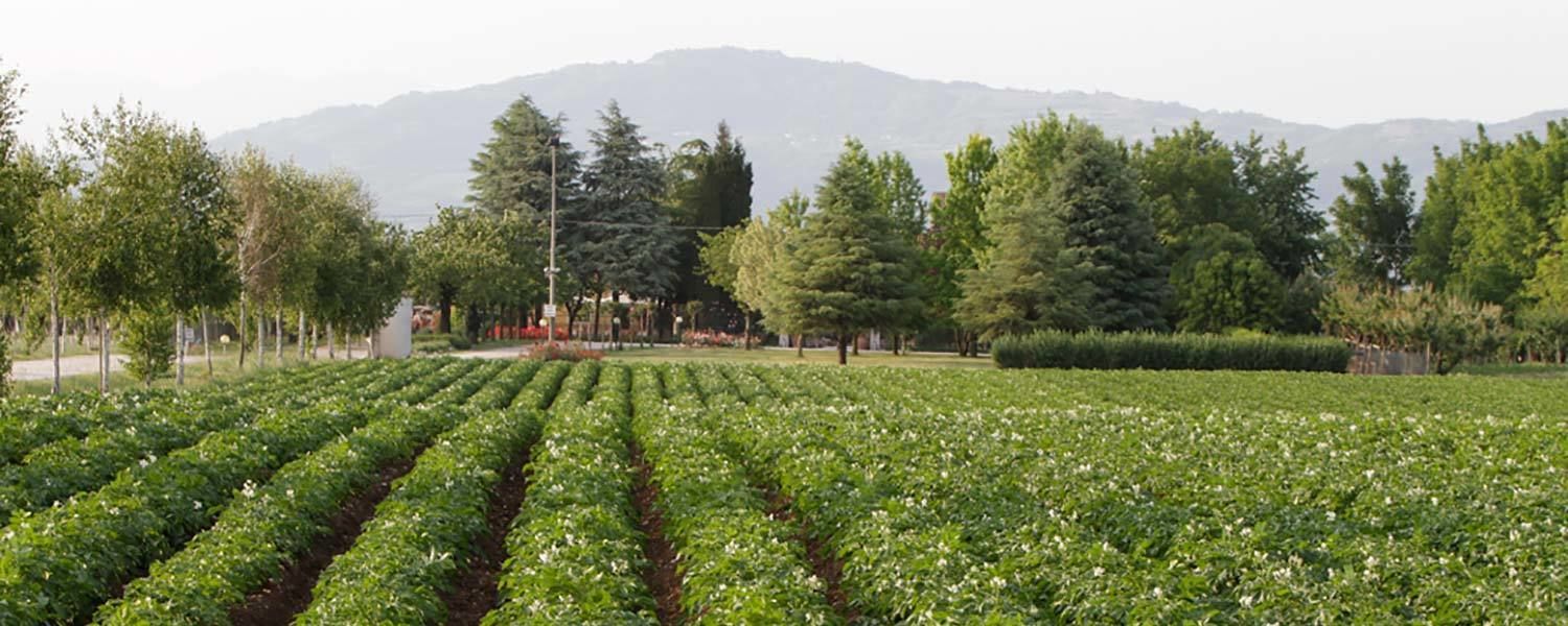 A field of green crops with trees and mountains in the background.