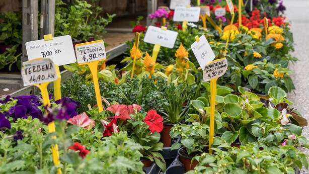 Et blomstermarked med forskellige planter og blomster, hver med en prismærke.