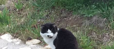 A black and white cat sitting on a stone wall.