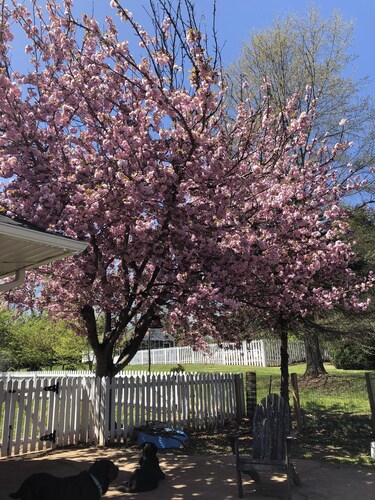 UVA graduation weekend