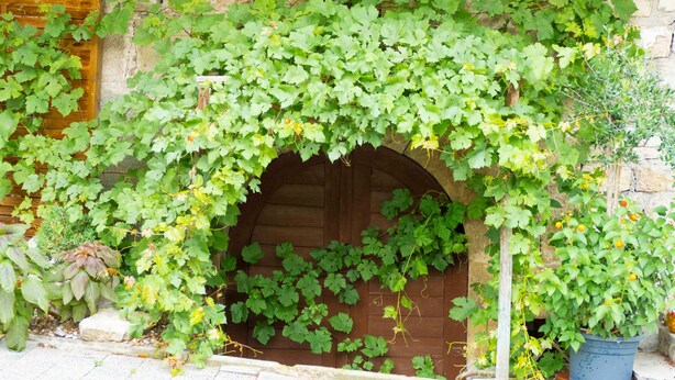 Una pared de piedra con una puerta de madera parcialmente cubierta por enredaderas verdes.