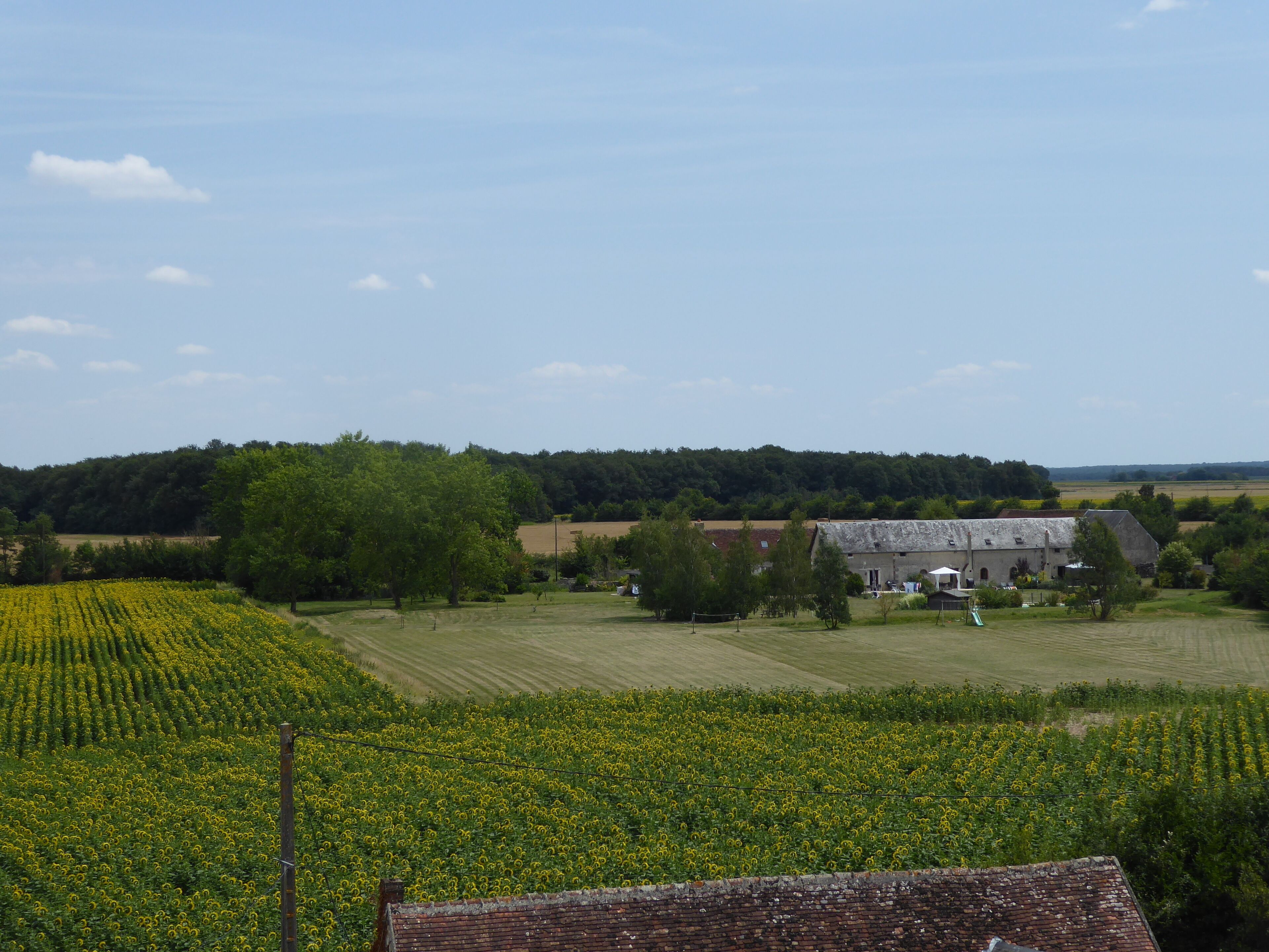 Un paysage rural avec un champ de fleurs jaunes, une grange et une maison avec un toit rouge.