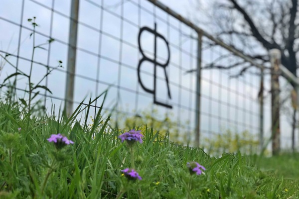 Spring @ BLR Ranch Graford, Texas