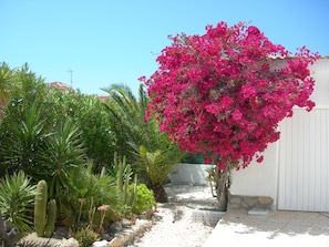 Een tuin met cactussen en bougainvillea, een wit gebouw en een betegeld pad.
