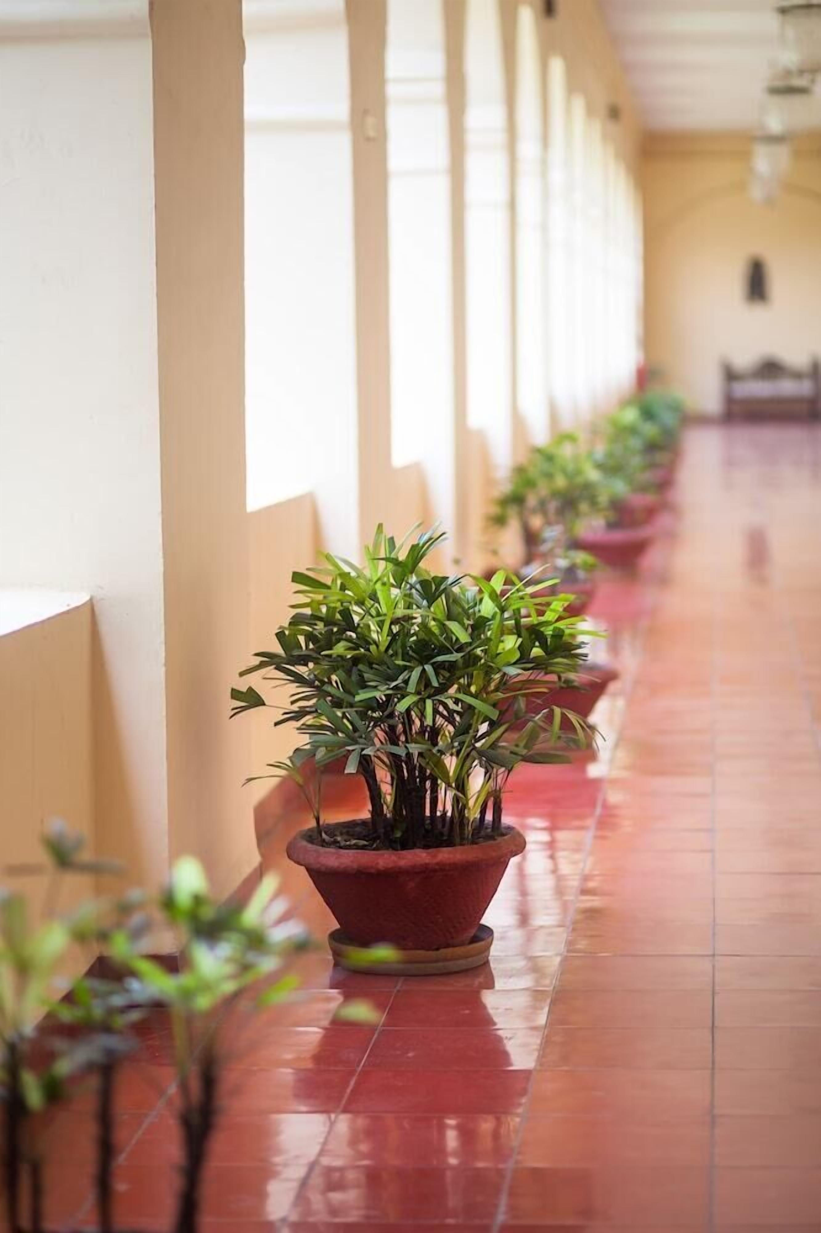 A corridor lined with potted plants and a tiled floor.