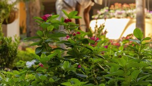 Un jardin avec un feuillage verdoyant et des fleurs roses, une personne s’occupant des plantes, et un arrière-plan flou avec encore plus de verdure.