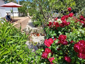 Un jardín con rosas rojas, plantas en macetas y una persona sentada bajo un paraguas.